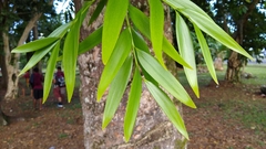 Agathis lanceolata