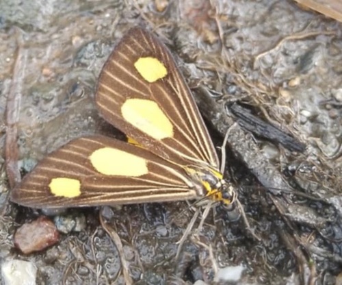 Myonia, 2025-06-27