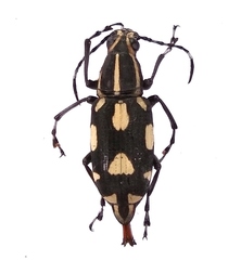 Xenocerus