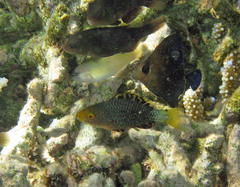 Sicklefin Parrotfish photo 4