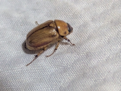 Western Masked Chafer photo 5