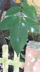 Averrhoa carambola