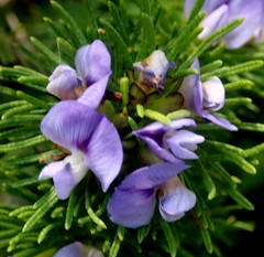 Psoralea vanberkelae