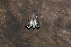 Hemicephalis grandirena
