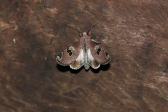 Hemicephalis grandirena