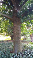 Garcinia xanthochymus