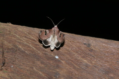 Hemicephalis grandirena