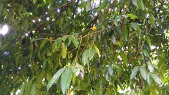 Garcinia xanthochymus