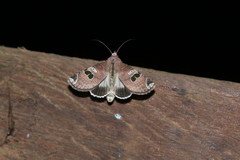 Hemicephalis grandirena