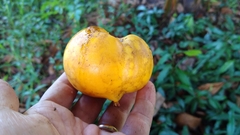 Garcinia xanthochymus