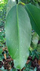 Garcinia xanthochymus