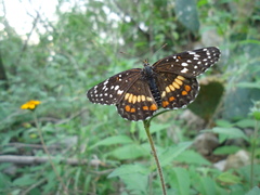 Chlosyne endeis pardelina