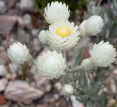 Achyranthemum