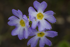 Primula denticulata