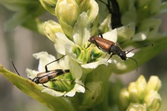 Anastrangalia sanguinea