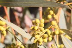 Eucalyptus camaldulensis arida