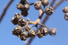 Eucalyptus camaldulensis arida