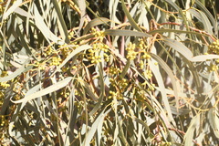 Eucalyptus camaldulensis arida