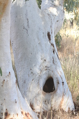 Eucalyptus camaldulensis arida