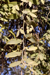 Capparis lasiantha