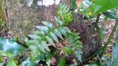 Asplenium polyodon