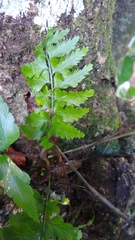 Asplenium polyodon