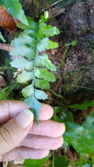 Asplenium polyodon