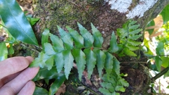 Asplenium polyodon