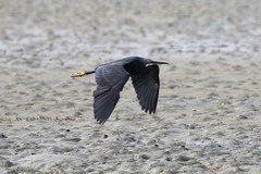 Egretta garzetta dimorpha
