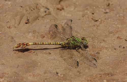Common Hooktail