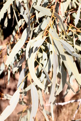 Eucalyptus coolabah