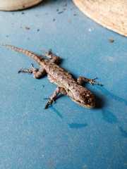 Sceloporus