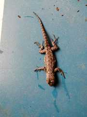 Sceloporus