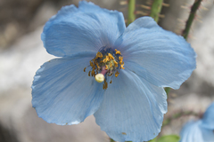 Meconopsis aculeata
