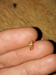 Pseudamycla dermestoidea