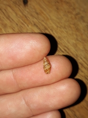 Pseudamycla dermestoidea