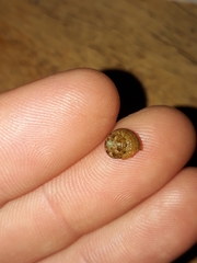 Eurytrochus strangei