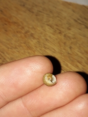 Eurytrochus strangei