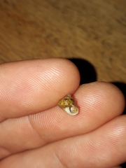 Eurytrochus strangei