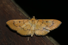 Lygropia