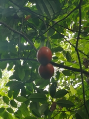 Tabernaemontana macrocarpa