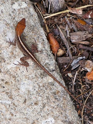 Brown Anole