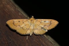 Lygropia