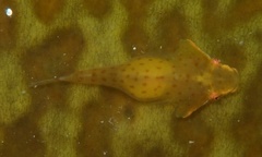 Gobiesocidae