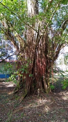 Ficus prolixa