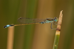 Ischnura fountaineae
