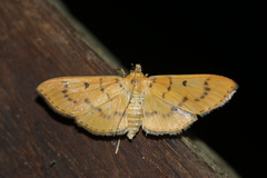 Lygropia