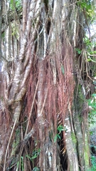 Ficus prolixa