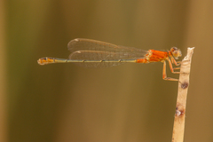 Ischnura fountaineae
