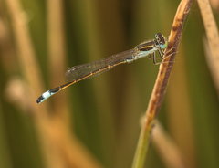 Ischnura fountaineae
